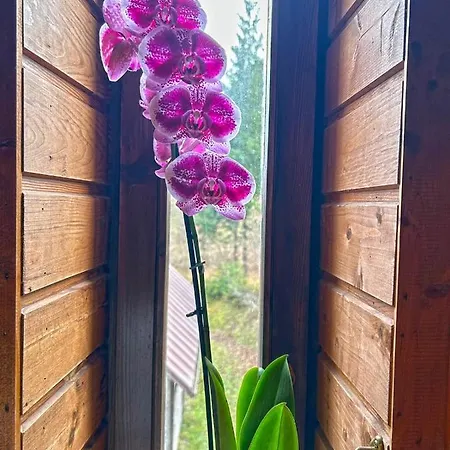 Апартаменты Mandi Mandi A *